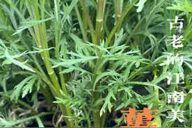 古老的江南美味野菜蒌蒿采错了会中毒吗？蒌蒿的历史人文 #植物科普 #野菜 #蒌蒿 #芦蒿 #藜蒿视频封面
