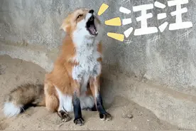 从小跟狗一起长大的狐狸，突然汪汪叫，给狗子都吓坏了！ #狐狸视频封面