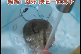 #8岁男孩逗小乌龟手指被咬 爸爸冷静拿着盆和花洒用水冲，一招乌龟轻松脱口，小孩手没破皮，无大碍，已经给他消毒。视频封面