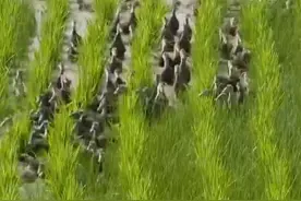 看呆了！鸭子的“除”草能力有多强？视频封面