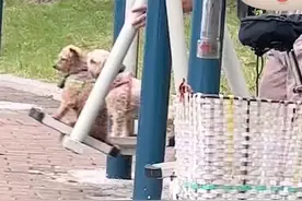 7月18日，湖南张家界，公园里老爷爷带着两只狗子，在漫步机上健身视频封面