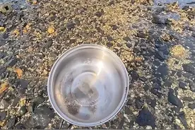这才是海底捞自助餐，半夜退大潮，海货真不少 #赶海视频封面