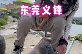 带你体验狂扯3米水深的咸淡水巨非-2 #黑坑钓罗非 #咸淡水罗非鱼 #原来钓鱼才是抖音运动顶流 #书生遇上钓鱼视频封面
