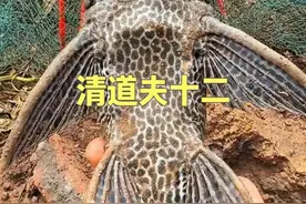 汛情过后的生态暗战：泛滥洪水中的清道夫与愈发艰巨的清除之路 #dou来广东百千万 #星乡村星农人 #乡村英才计划 #外来入侵物种 #清道夫