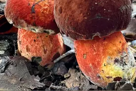简单粗暴介绍28种牛肝菌 简单粗暴介绍28种牛肝菌#萌知计划 #科普 #野生菌 #牛肝菌 #采蘑菇视频封面