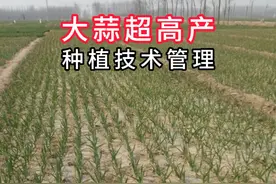 大蒜超高产备播种植技术管理 #服务三农支持三农视频封面