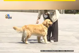 孙女士有一条金毛犬，已经养了两年多，前段时间，她把狗送去宠物医院洗澡，去接的时候，发现狗的一只脚不能落地，说是查看监控后，她报了警。#浙江dou知道 #媒体精选计划 #1818黄金眼 #金毛 #宠物