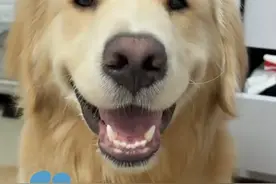 金毛犬疑在餐馆蹭空调被打死？7月7日，知情人士称涉事门店不接受调解，宠物主准备起诉，警方回应：正在处理（极目新闻）#大象主播说