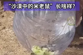 “沙漠中的米老鼠”长啥样？ 7月22日，在新疆巴里坤哈萨克自治县三塘湖镇的一处工地，一只掉落基坑的长耳跳鼠被群众发现后报警，民警投喂水和食物后在野外放生。长耳跳鼠体型娇小长相可爱，又被称为“沙漠中的米老鼠”，是国家一级保护野生动物。（作者：张啸诚、何鹏飞）