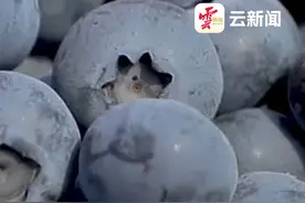 云南“蓝宝石”出口海外 蒙自蓝莓出口居全国第一 #有一种叫云南的生活  #美好生活在云南  #七彩云南样样好视频封面