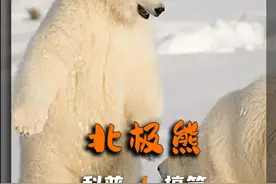 作为食肉动物的北极熊，为何长得如此可爱呢？ #动物世界 #搞笑视频封面