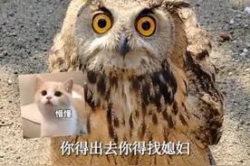 7月11日发布，河北唐山。被救助的猫头鹰康复后不愿离开救助站，工作人员：感觉要“砸”手里了。来源@里予 生动物救助站 大光