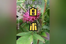 白术 #白术 #中药白术 #中草药 #胡博士说中医 #健脾视频封面