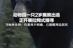 动物园一只2岁黑熊出逃  正开展拉网式搜寻 当地林业局：位置尚不明确，已提醒周边居民视频封面