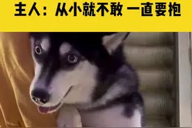 7月24日，安徽合肥，狗子坐扶梯“不能自理”，主人：从小就不敢 一直要抱视频封面