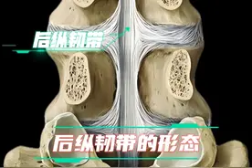 将椎骨连在一起的椎间盘和韧带 #医学科普 #人体解剖学 #椎间盘突出 #健康科普 #理疗视频封面