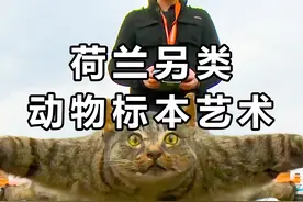 把猫的尸体做成无人机？荷兰另类的动物标本文化，是惊悚还是艺术视频封面