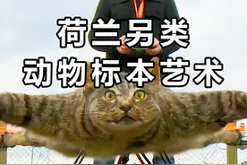 把猫的尸体做成无人机？荷兰另类的动物标本文化，是惊悚还是艺术视频封面