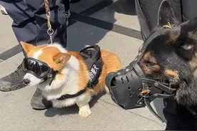#首只柯基警犬  福仔出街
别的狗狗戴嘴套
#福仔  戴墨镜 #这才是真正的人模狗样吧  #萌宠日常记录视频封面
