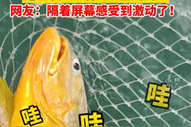 游客在舟山钓到野生大黄鱼，激动得“哇哇大叫”，网友：隔着屏幕感受到开心了（供稿：舟山市新闻传媒中心）视频封面