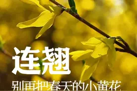 春天的小黄花都叫“迎春花”？连翘，了解一下（木樨科连翘属） #植物科普 #自然奇境科普季 #春日盛放 #涨知识 #药用植物视频封面