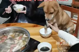 汪汪队立大功！狗狗因救起溺水小主人，被允许上桌一起吃饭，主人：很有灵性，不给它也不会抢。#中华田园犬 #汪汪队立大功视频封面