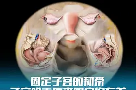 子宫脱垂原来跟这些韧带有关 #解剖学 #医学生 #子宫脱垂视频封面