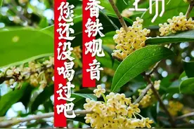桂花香铁观音的花香味是怎么形成的呢？ 闻得到花香也喝得到花香的桂花香铁观音，确定不来看看吗？#压箱底的宝贝  #谁家没点压箱底的宝贝 #双11压箱底的宝贝好物 #抖音商城双11好物节 #召唤茶友视频封面