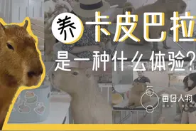 养卡皮巴拉是一种什么体验？视频封面