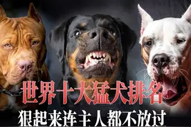 世界10大凶猛犬种，养狗前必须知道的知识点。视频封面