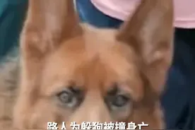 路人为躲狗被撞身亡，法院：犬主赔偿45万，肇事司机承担次要责任视频封面
