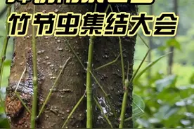拜访南京老山，遇到竹节虫开大会！ #自然奇境科普季