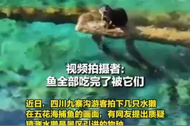 九寨沟水獭大口吃鱼 景区：都是原生动物 食物链是闭环的不能人工干预视频封面