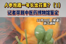 专家揭穿人参泡酒1年后发芽真相 （1） 湖州长兴的田大伯说家里有4支人参泡酒了一年，最近发现人参发芽了，长出了绿绿的花果。小强热线记者把人参拿到浙江省中医院中医药博物馆，中药师检查后发现人参上有竹签插过的痕迹，花果是人为插上去的，而且很可能是人参的在购买的时候，为了增加颜值，就已经插上去了。#浙江dou知道 @抖音短视频视频封面