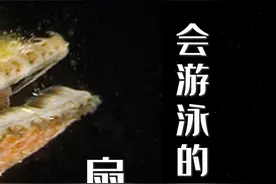 原来，《海绵宝宝》没有骗我们，扇贝真的会游泳。还有靠“跑路”C位出道的，比如獐子岛的扇贝~#海绵宝宝 #獐子岛 #扇贝 #科普海洋 #长沙海底世界 视频封面
