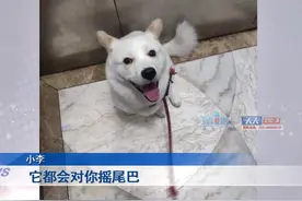 12月5日，重庆，#小伙的爱狗走失3个月未找回 监控显示狗狗曾被人捡到并牵回了家。#重庆dou知道 视频封面