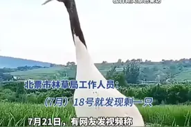 一生只有一个伴侣！辽宁一丹顶鹤因伴侣走失原地哀鸣不吃不喝，林草局：会帮它寻找“爱人”