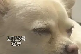 当主人突然小声说话看狗狗的反应 #狗狗的心思都写在脸上了 #萌化了 #狗子成精了 #傻狗的日常 #有些小狗一看就知道非常乖视频封面