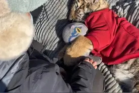 最怂东北虎，奶豆！从小被大鹅欺负长大 #内容启发搜索 #奶豆 #东北虎奶豆 #野生动物 #神奇动物在抖音