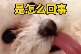 狗狗嘴巴震颤是怎么回事 #比熊 #泰迪