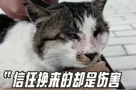 当无辜的双眼被残忍剥夺 它却依然选择相信人类.... #衢州虐猫 #每个生命都应该被尊重 #流浪猫救助 #动物保护法立法 #不做冷漠的旁观者视频封面