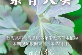 【紫背天葵】为毛茛科植物天葵的干燥块根视频封面