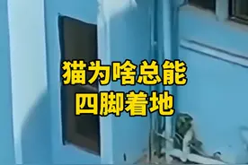 猫为啥总能四脚着地？ #科普 #涨知识 #猫视频封面