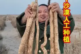人工种植沙漠人参 沙漠里的沙漠人参
#塔克拉玛干沙漠 #沙漠变粮仓 #沙漠人参视频封面
