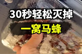如何轻松灭掉一窝马蜂？ #马蜂 #汽油 #冷知识 #内容启发搜索视频封面