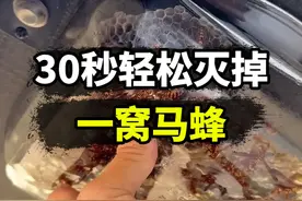 如何轻松灭掉一窝马蜂？ #马蜂 #汽油 #冷知识 #内容启发搜索视频封面