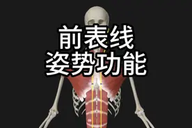 前表线介绍 含胸驼背是因为前表线收缩，动画仅供参考。软件解剖大师#经络穴位 #解剖 #前表线 #筋膜链 #干货分享视频封面
