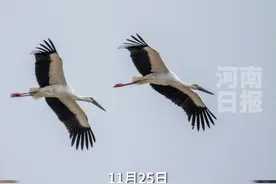 数量高达28只！鸟中“国宝” #东方白鹳首次现身丹江湿地  
 11月25日，河南丹江湿地国家级自然保护区管理处工作人员和护鸟志愿者在开展冬季候鸟迁徙巡护监测中，激动地发现有着“鸟中国宝”之称的东方白鹳现身丹江。此次东方白鹳的发现，是继今年2月份丹江湿地发现“鸟中国宝”朱鹮，再一次给淅川生态环境保护工作带来的惊喜和震撼。(记者 孟向东 李栀子 通讯员 康帆)
#南阳  #南水北调视频封面