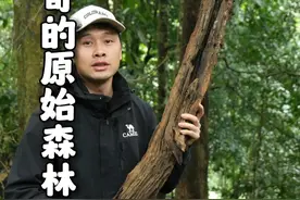 神奇的原始森林，真的一股神奇的治愈能量。 如果你工作压力大，对生活失望，没有精气神，不妨走一走。视频封面
