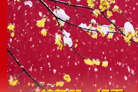 就在这一刻，北京蛇年的第一场雪飘落。你那里下雪了吗？#北京下雪 #刀郎 #刀郎就在这一刻 #北京局地飘起雪花 #北京文旅放大招视频封面